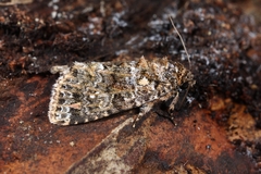 Callopistria latreillei