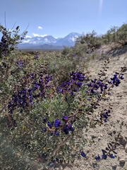 Psorothamnus arborescens minutifolius