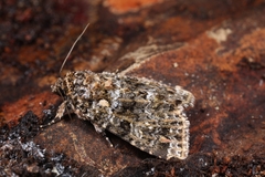 Callopistria latreillei