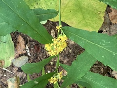 Solidago curtisii