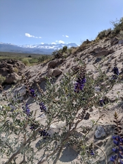 Psorothamnus arborescens minutifolius