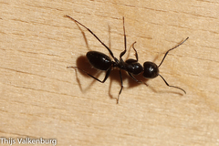 Camponotus foreli