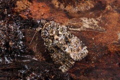 Callopistria latreillei