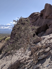 Psorothamnus arborescens minutifolius