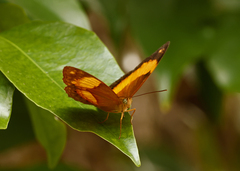 Cupha prosope