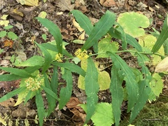 Solidago curtisii
