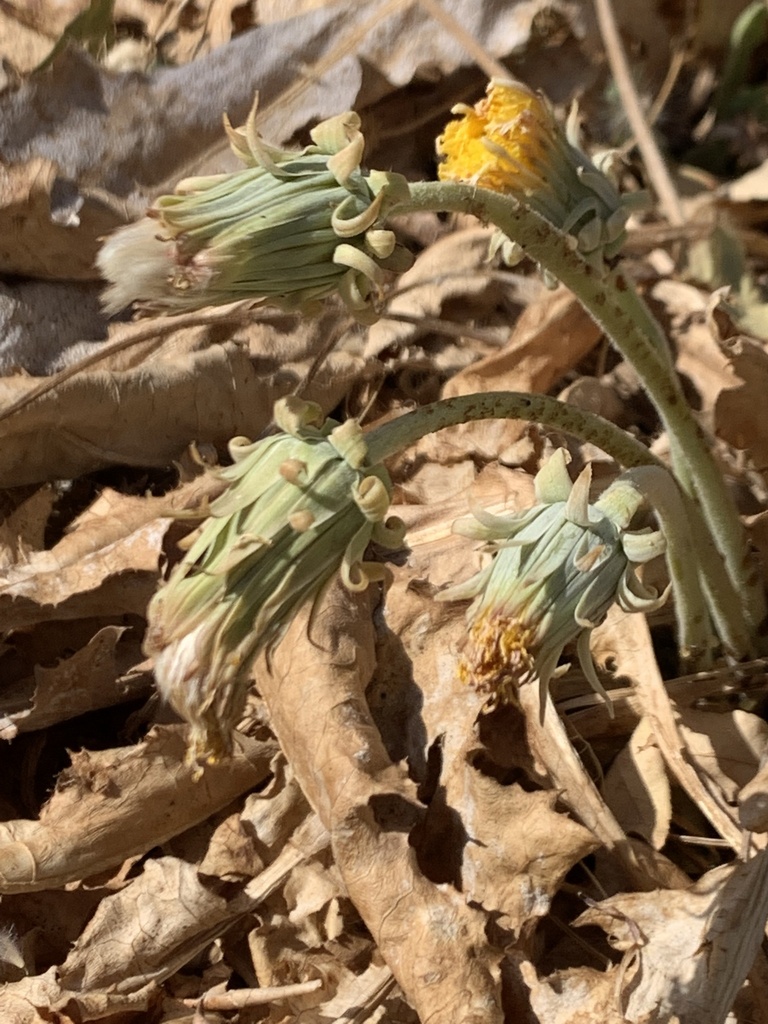 Taraxacum syriacum