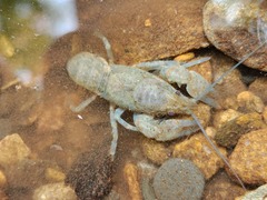 Cambarus bartonii