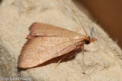 Hypsopygia incarnatalis