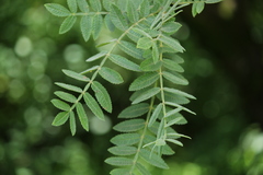 Bursera cuneata