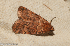 Bryophila microglossa