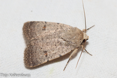 Caradrina aspersa
