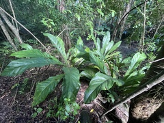 Anthurium crenatum