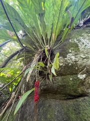 Anthurium crenatum