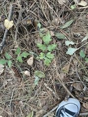 Toxicodendron pubescens