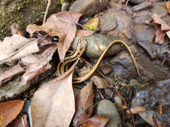 Eurycea guttolineata