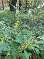 Solidago curtisii