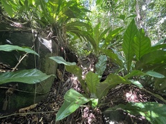 Anthurium crenatum