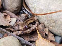 Eurycea guttolineata