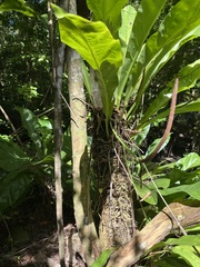 Anthurium crenatum