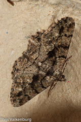 Peribatodes ilicaria