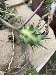 Datura quercifolia