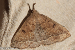 Pechipogo plumigeralis