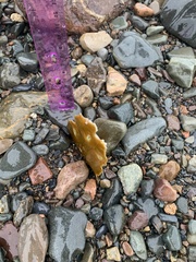 Laminariaceae