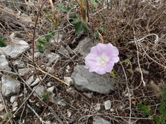 Ipomoea lindheimeri