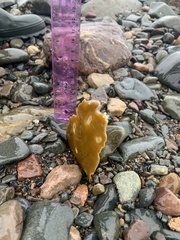 Laminariaceae
