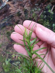 Dracophyllum sinclairii