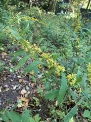 Solidago curtisii