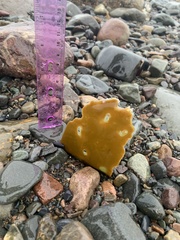 Laminariaceae