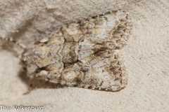 Dryobotodes monochroma