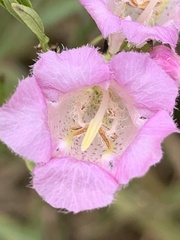 Agalinis heterophylla