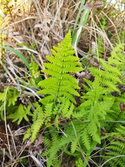 Thelypteris confluens