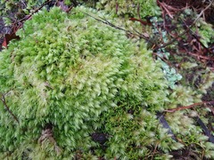 Leucobryum javense