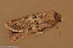 Agrotis lata