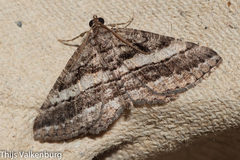 Rhoptria asperaria