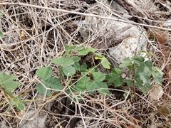 Ipomoea lindheimeri