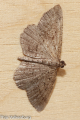 Rhoptria asperaria
