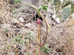 Ipomoea lindheimeri