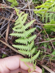 Thelypteris confluens