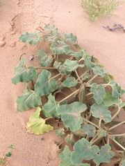 Proboscidea sabulosa