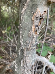 Celtis tenuifolia