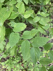 Celtis tenuifolia