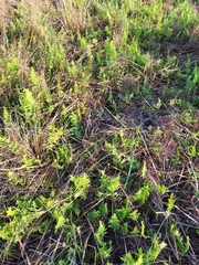 Thelypteris confluens