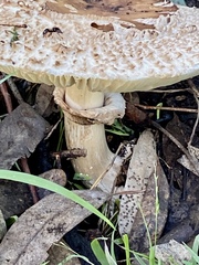 Chlorophyllum