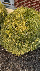 Buxus sempervirens