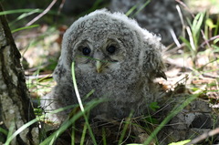 Strix uralensis